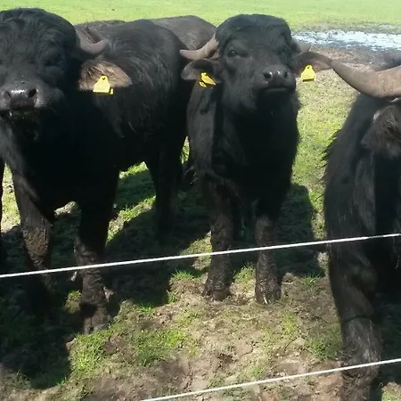 't Nagtegaeltje Lägenhet