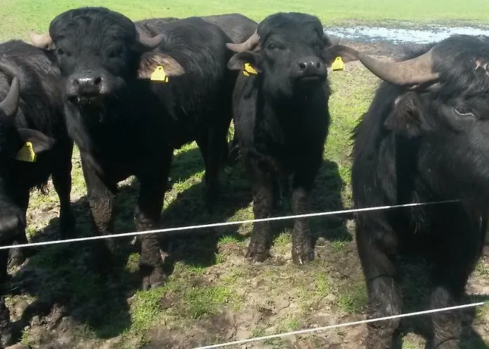 't Nagtegaeltje Appartement