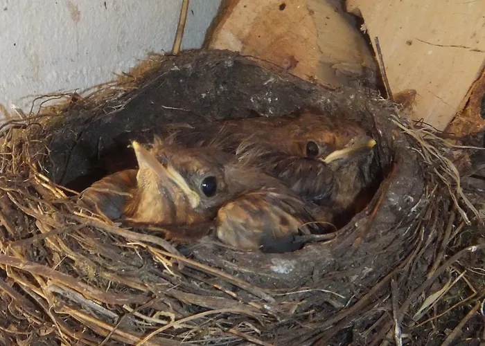 't Nagtegaeltje Appartement Sint-Oedenrode